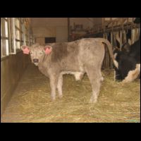 Nikola - 50%holstyn 50%charolais.JPG